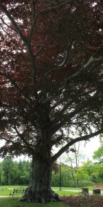 Sachem Rock Farm Red Maple Tree
