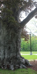 Sachem Rock Farm Tree trunk